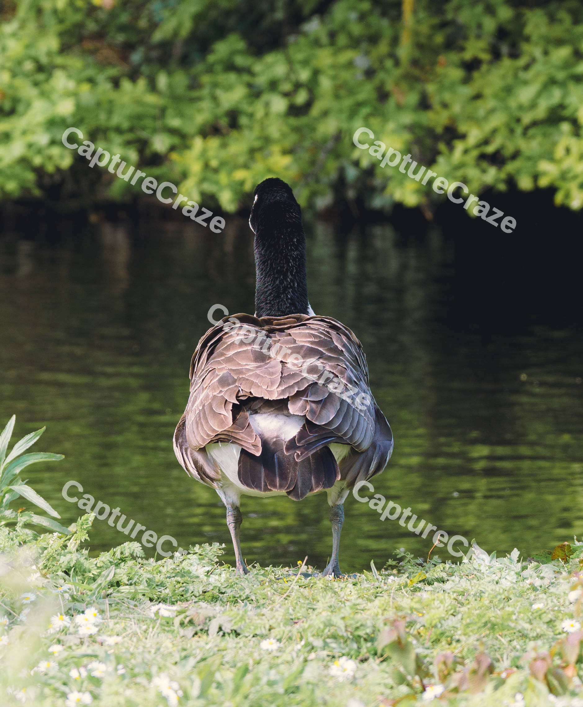 Back of A Goose